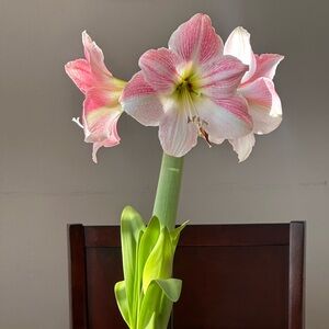 Hi! Thanks for stopping by 🌺!